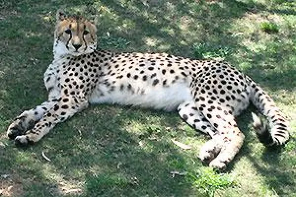 Bild: Reuthers auf den Spuren der "Big Five": Wildlife und Weltstädte auf Südafrika Harley-Davidson Tour Wild Garden