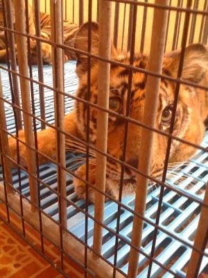 Bild: Thailändische Tiger zu Medizin verarbeitet ? / PETA informiert über illegalen Vertrieb von Tigerteilen