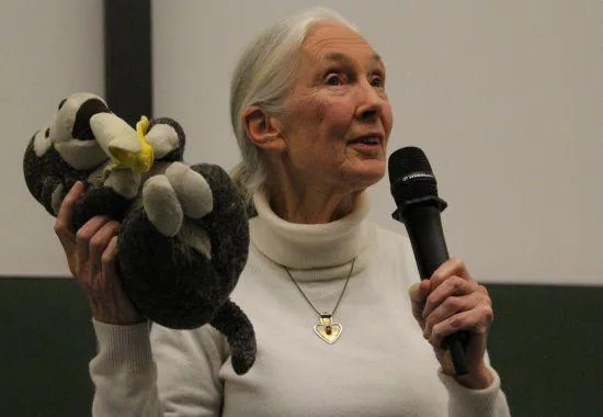 Dr. Jane Goodall fordert Freilassung der überlebenden MPI-Affen Bild: Dr. Jane Goodall fordert Freilassung der überlebenden MPI-Affen