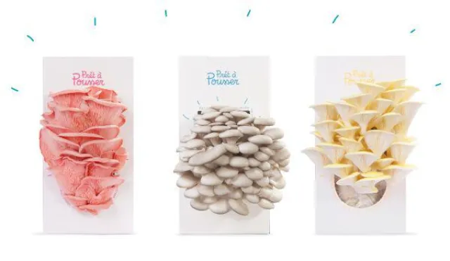 Bild: Es sprießt unterm Tannenbaum: Prêt à Pousser liefert pünktlich zum Fest farbige Bio-Pilze zum Selbstziehen