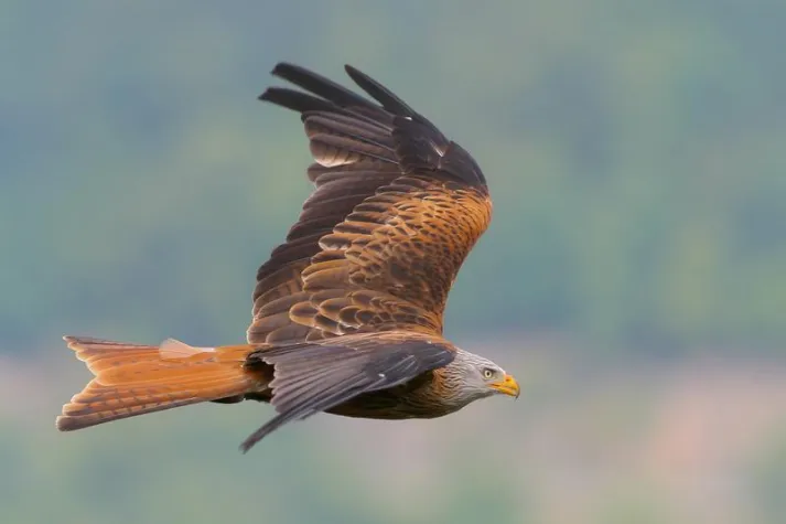 Bild: Was den Rotmilan bewegt