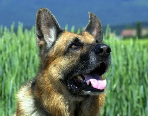 Bild: Bund Deutscher Tierfreunde warnt vor Hundeausbildung mit Strom