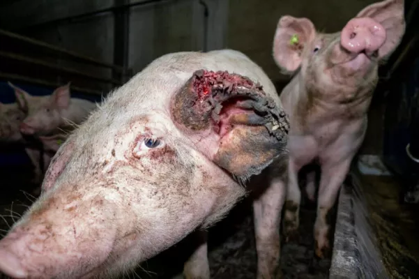 Bild: Ehemaliger Tönnies Schweinemäster wegen Tierquälerei zu sechs Monaten auf Bewährung verurteilt