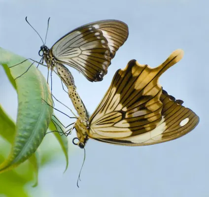 Bild: Fotoseminar „Tropische Schmetterlinge im Botanika“ mit der Fotoschule des Sehens