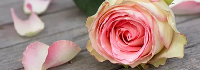 Bild: Tölzer Rosentage 2013 - Das STEIRER MADL ist dabei