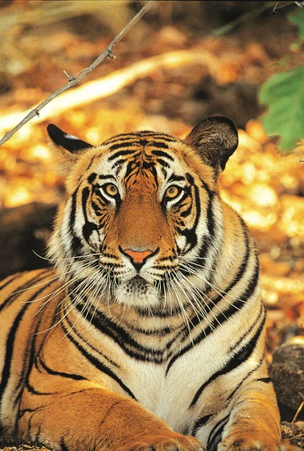 Königstiger aus West Bengal