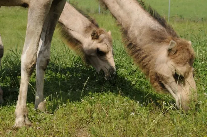 Bild: Camel-City - Ein bisschen Wüste im bayerischen Wald