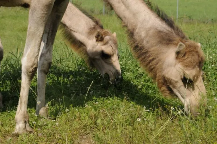 Camel-City - Ein bisschen Wüste im bayerischen Wald Bild: Camel-City - Ein bisschen Wüste im bayerischen Wald