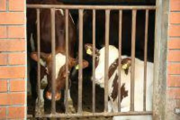 Bild: Aktivisten des Deutschen Tierschutzbüros klären am Weltmilchtag (1. Juni) in Bonn über die Milchindust