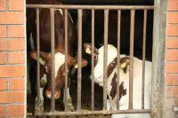 Bild: Aktivisten des Deutschen Tierschutzbüros klären am Weltmilchtag (1. Juni) in Bonn über die Milchindust