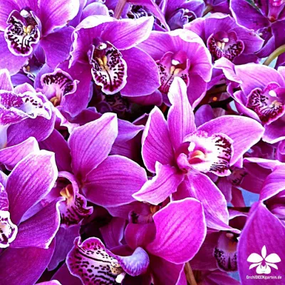 Bild: Königin der Blumen hält Hof in 900jähriger Kirche in Brandenburg