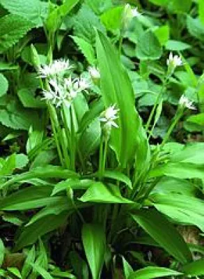 Bild: Bärlauch verhindert gefährliche Blutgerinnsel