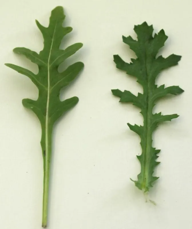Rucola (li.) und Kreuzkraut (re.) im Vergleich. (Foto: Proplanta)