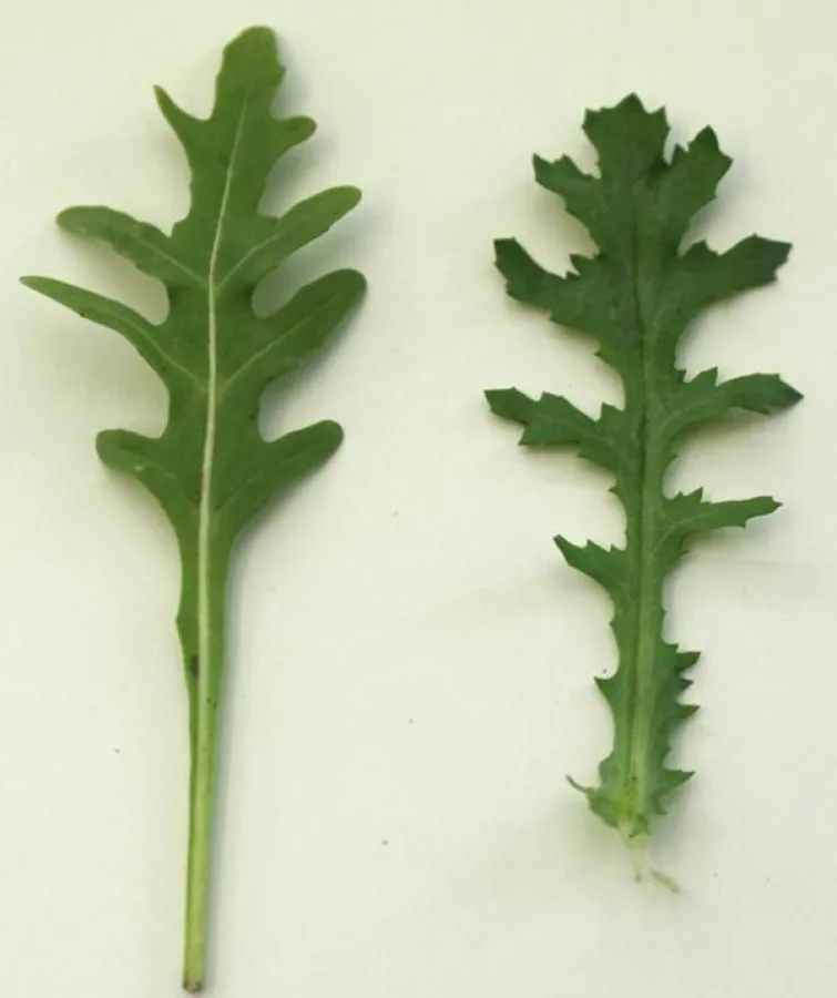 Rucola (li.) und Kreuzkraut (re.) im Vergleich. (Foto: Proplanta)