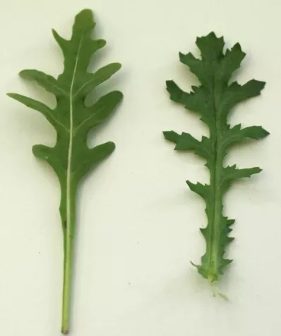 Bild: Giftiges Kreuzkraut in Rucola verunsichert Verbraucher