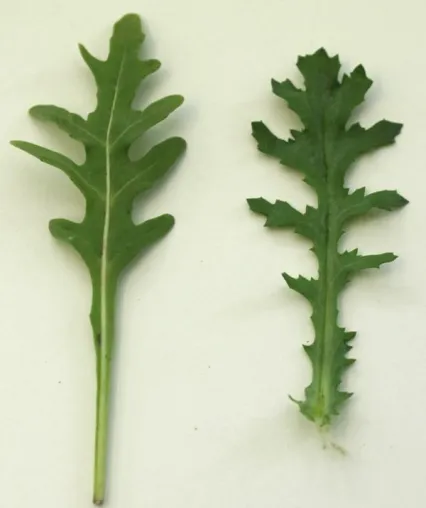 Bild: Giftiges Kreuzkraut in Rucola verunsichert Verbraucher