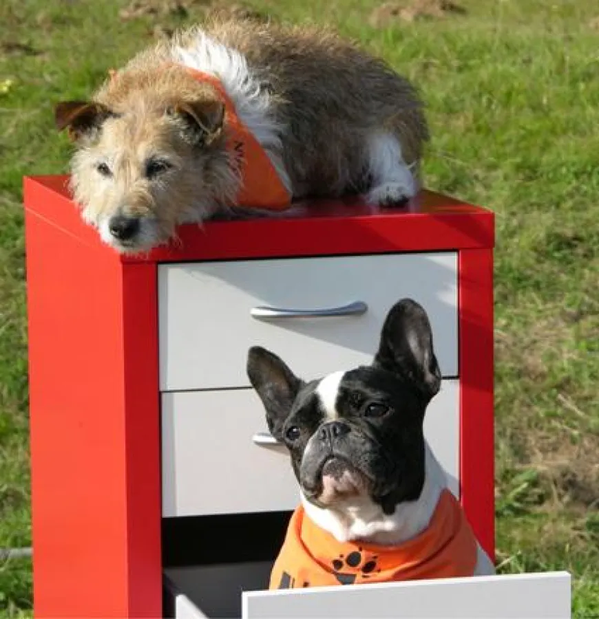 Trick Dogs in Aktion: Die vierbeinigen Stars beherrschen mehr als 150 verschiedene Tricks.