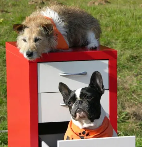 Großes Finale bei den Trick Dogs - SUPERPFOTE®? 2008 oder echter Trick Dog? Bild: Großes Finale bei den Trick Dogs - SUPERPFOTE®? 2008 oder echter Trick Dog?