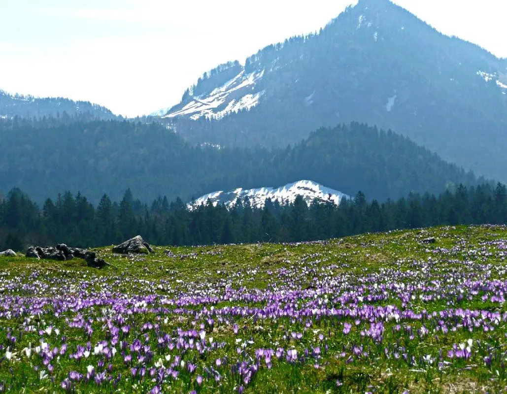 Die Krokusblüte am Heuberg im oberbayerischen Nußdorf