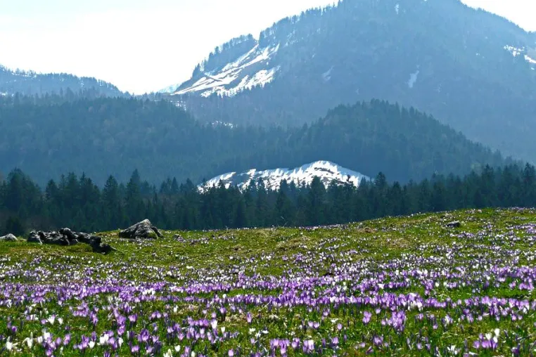 Bild: "Lila-lila" - Krokusblüte im Chiemsee-Alpenland