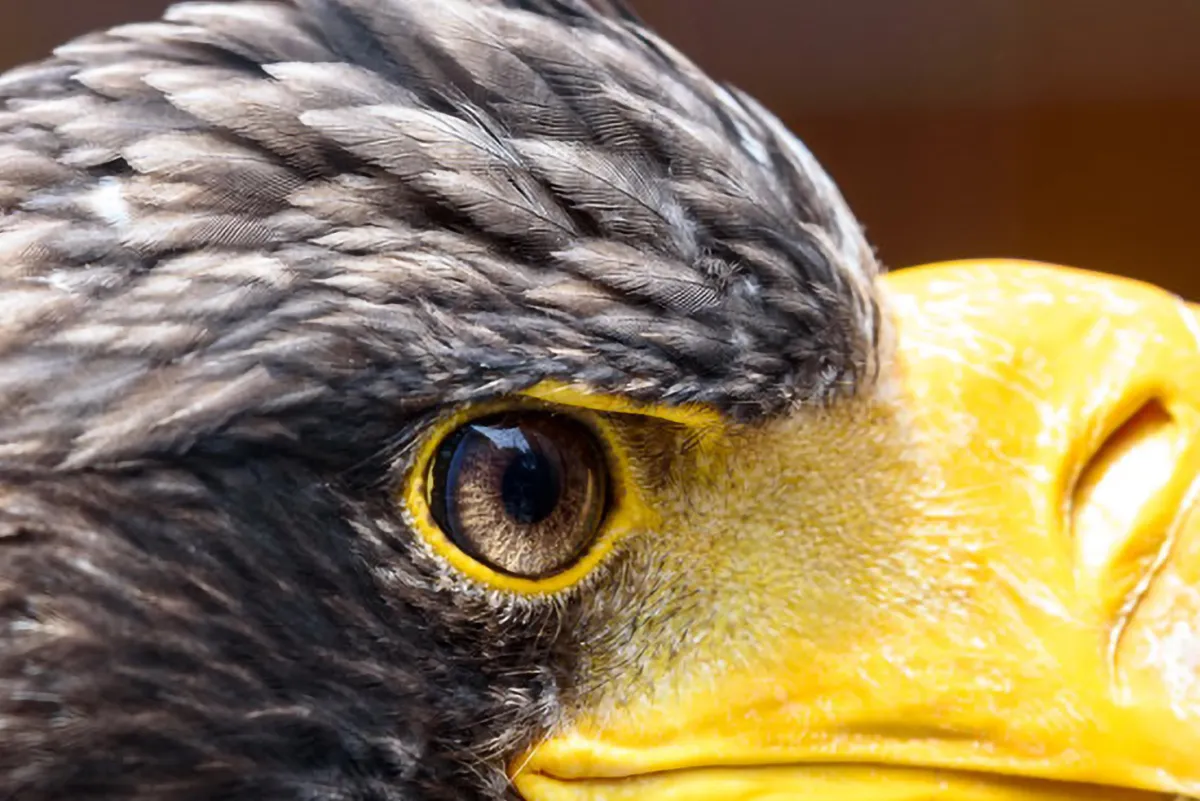 ON1 Resize AI 2022 – 20% Rabattcode (© Erkan Eren)