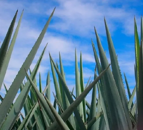 Bild: Weltweit erster Bio-Tequila zur ProWein präsentiert - Deutsche Tequila-Rituale sind in Mexiko verpönt