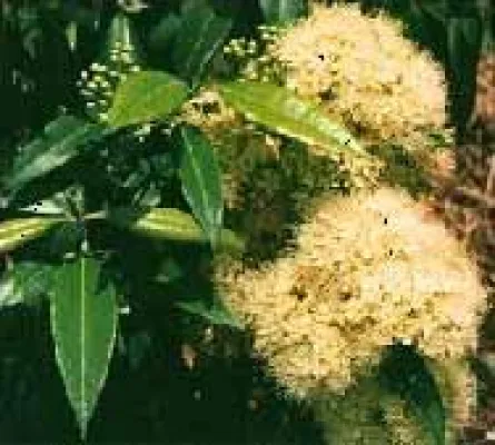 Bild: Zitronenmyrte – Wunderpflanze aus dem Australischen Regenwald