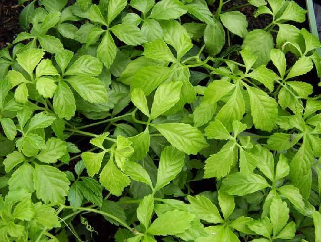 Jiaogulan (Fünf Finger Ginseng)