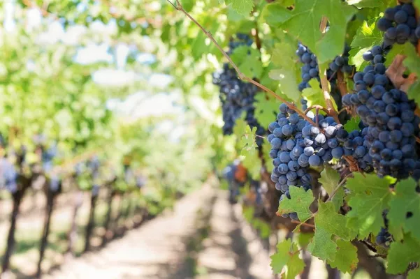 Bild: Die Auswirkungen des Klimawandels auf den Weinanbau - Herausforderungen und Chancen