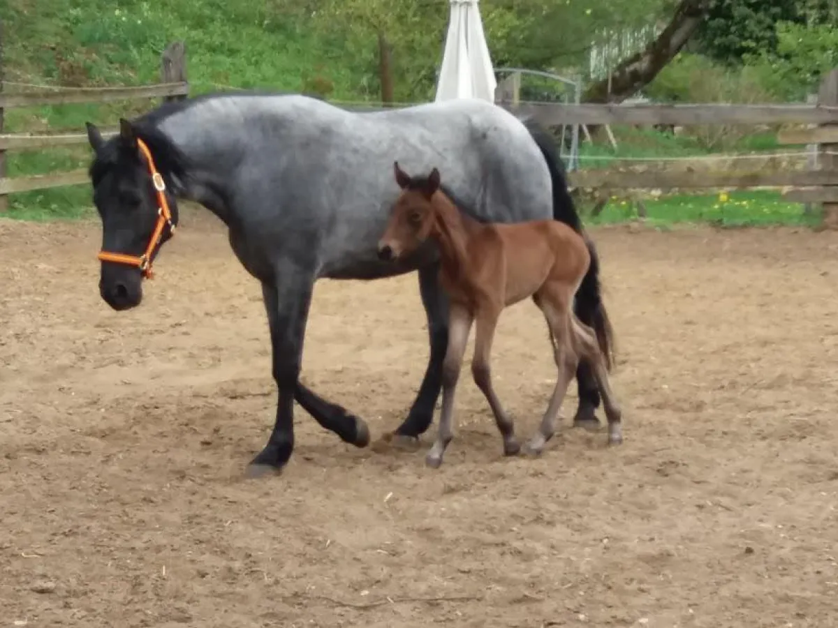 Freudiges Ereignis auf dem Privatgestüt Möningerberg
