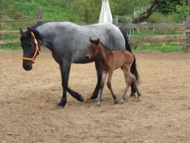Bild: Freudiges Ereignis auf dem Privatgestüt Möningerberg