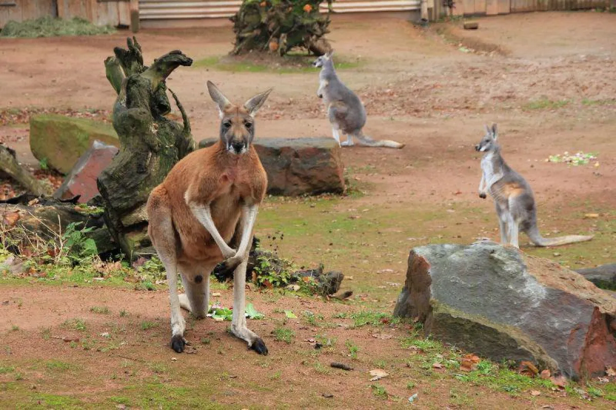 Der Rote Riesenkänguru-Bock Anton im Erlebnis-Zoo Hannover