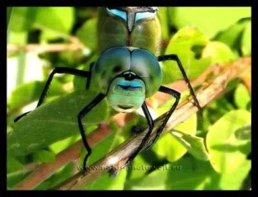 Bild: Natur-Photowelt.eu - Die Welt mit anderen Augen sehen
