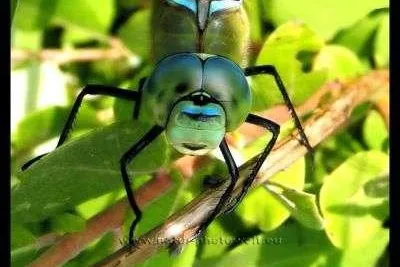 Bild: Natur-Photowelt.eu - Die Welt mit anderen Augen sehen