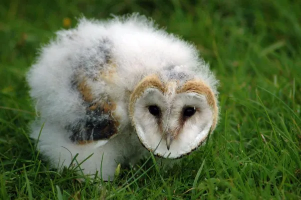 Bild: Die kleine Schleiereule "Ronja" verzaubert die Besucher im Wildpark Eekholt