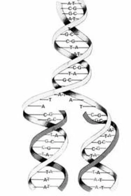 DNA-Modell