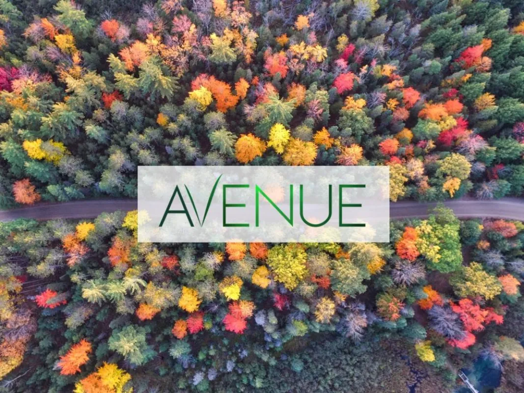 Avenue in neuem Gewand