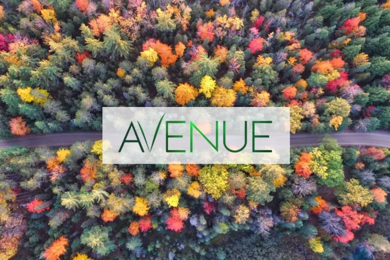 Avenue in neuem Gewand Bild: Avenue in neuem Gewand