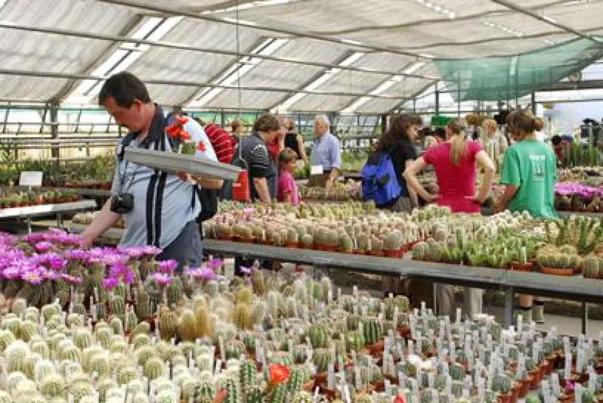 Kakteenblüte - nicht nur zum Jubiläum kommen jährlich Gäste in die älteste Kakteenzucht der Welt