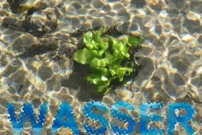 Bild: Wasser - Trinkwasserqualität verschlechtert sich zunehmend