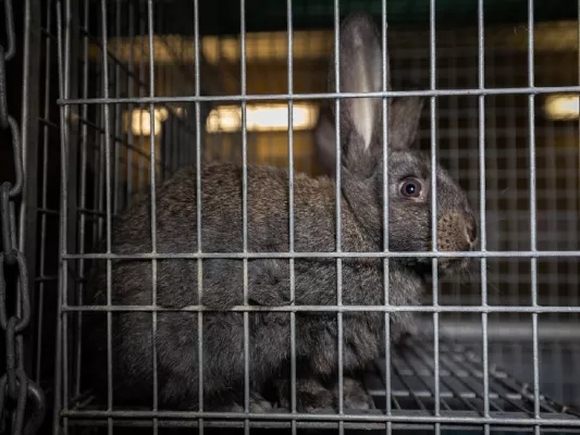 Bild: Staatsanwaltschaft ermittelt weiterhin wegen möglicher Tierquälerei in Deutschlands größter Kaninchenzucht