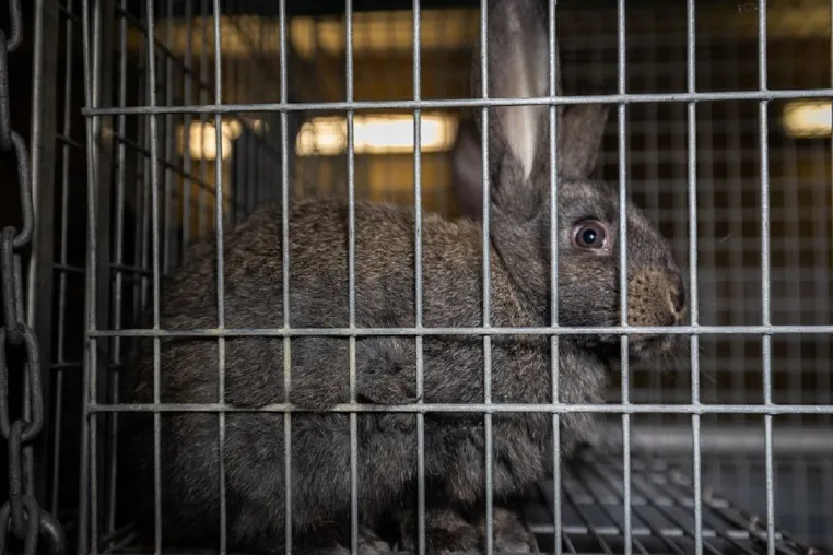 Staatsanwaltschaft ermittelt weiterhin wegen möglicher Tierquälerei in Deutschlands größter Kaninchenzucht Bild: Staatsanwaltschaft ermittelt weiterhin wegen möglicher Tierquälerei in Deutschlands größter Kaninchenzucht