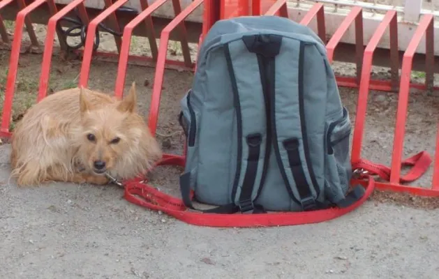 Bild: Wirtschaftskrise - Tierheimen droht Notstand