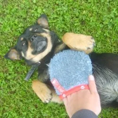 Bild: Pferde, Hunde und Heimtiere freuen sich über massierendes Putzen