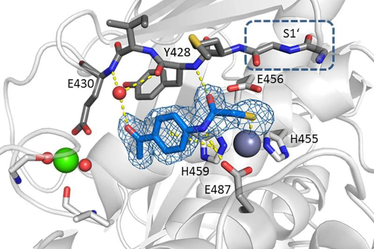 Peptidase-Domain der Kollagenase H mit Inhibitormolekül (blau). (Schönauer, Kany et al.)