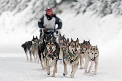 Für Hundehalter von Schlittenhunden gibt es eine spezielle Hundehaftpflichtversicherung Bild: Für Hundehalter von Schlittenhunden gibt es eine spezielle Hundehaftpflichtversicherung