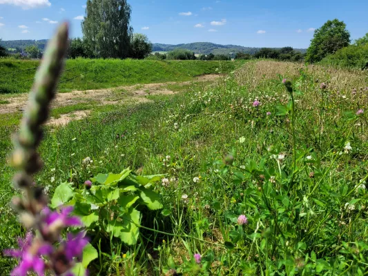 Odenwälder Unternehmen setzt auf Umweltschutz: Biowert Industrie GmbH errichtet Wall zur Gersprenz-Sicherung Bild: Odenwälder Unternehmen setzt auf Umweltschutz: Biowert Industrie GmbH errichtet Wall zur Gersprenz-Sicherung