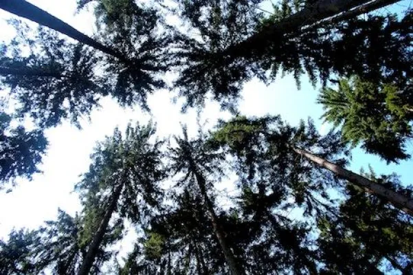 Bild: 2. GaLaBau-Forum Thüringen in Erfurt: Bäume im Freiflächenmanagement als Thema