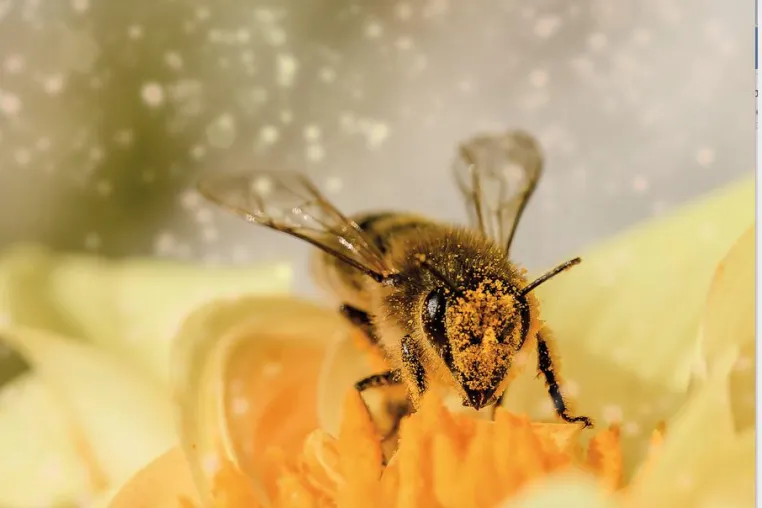 Erkältungssaison: Der Wunderstoff, mit dem sich Bienen schützen Bild: Erkältungssaison: Der Wunderstoff, mit dem sich Bienen schützen