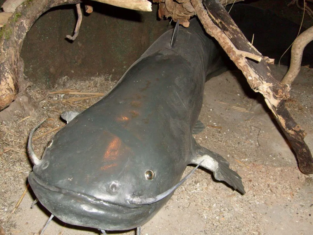 Riesen Wels im Müritzeum - NaturErlebnisZentrum in Waren (Müritz)